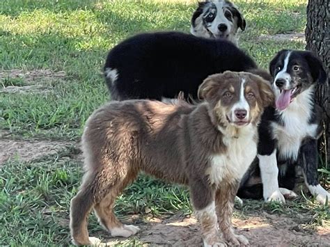 australian shepherds for sale in georgia.